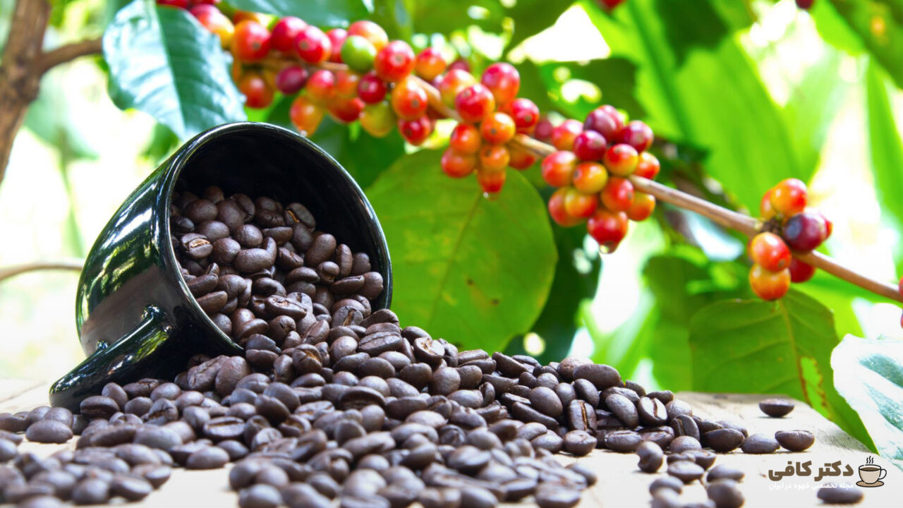 انواع گیاه قهوه