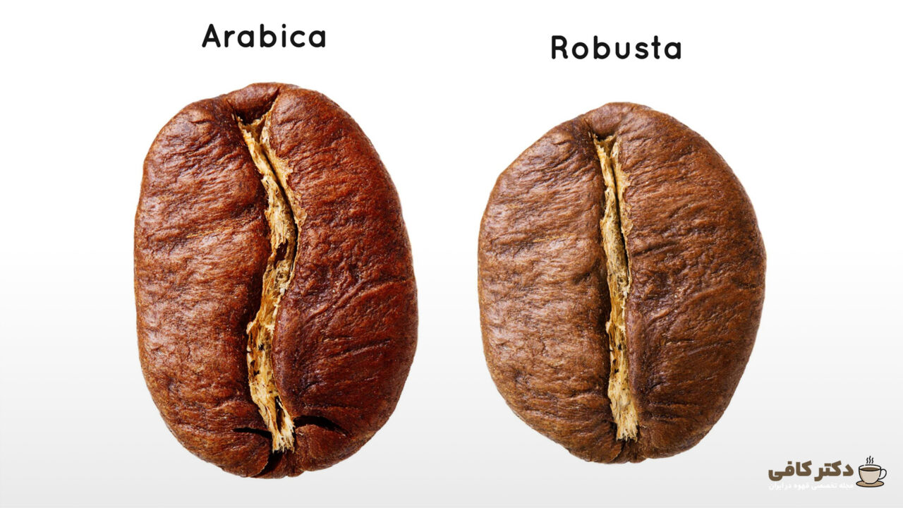 قهوه عربیکا و روبوستا، تفاوت های بسیاری با یکدیگر در طعم و عطر دارند.
