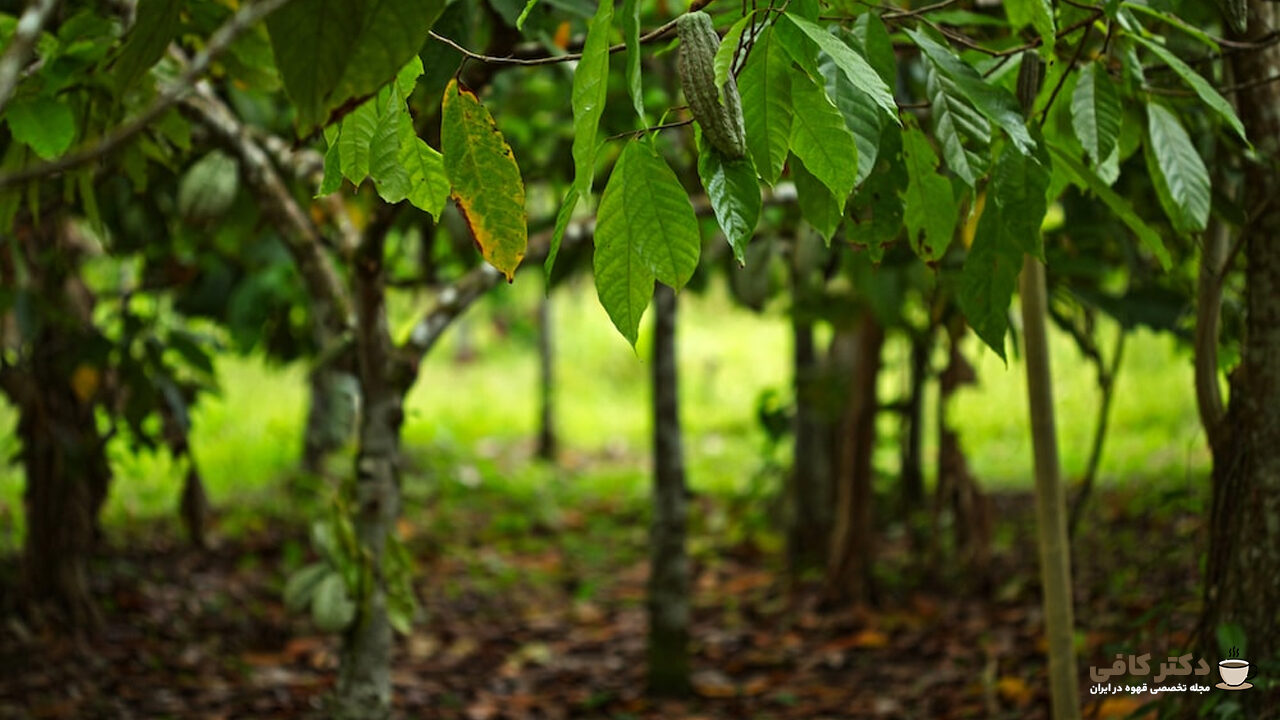 درخت کاکائو یک گونه درخت استوایی است که دانه‌های آن پرورش می‌یابد که برای تولید شکلات استفاده می‌شود.